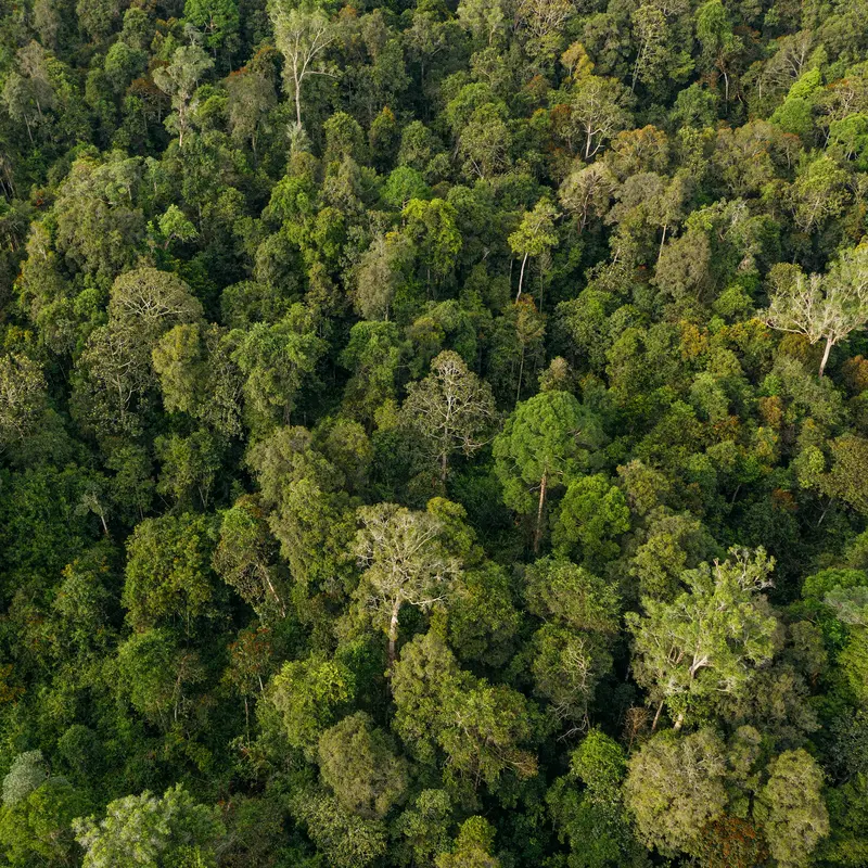 Luftaufnahme eines tropischen Regenwalds in Indonesien