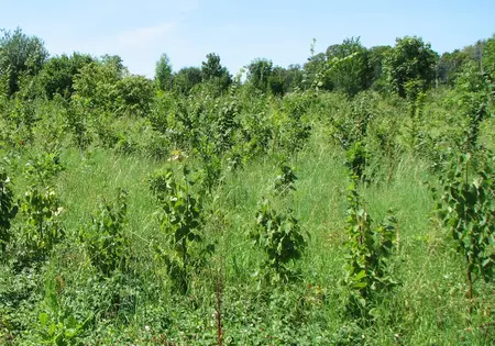 Auf einer Fläche wachsen junge Bäume mit dichtem grünen Laub.