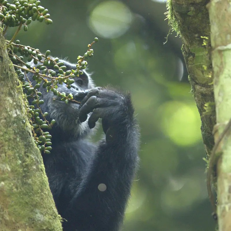 Ein Schimpanse im Kibale-Nationalpark lässt sich Beeren vom Baum schmecken.