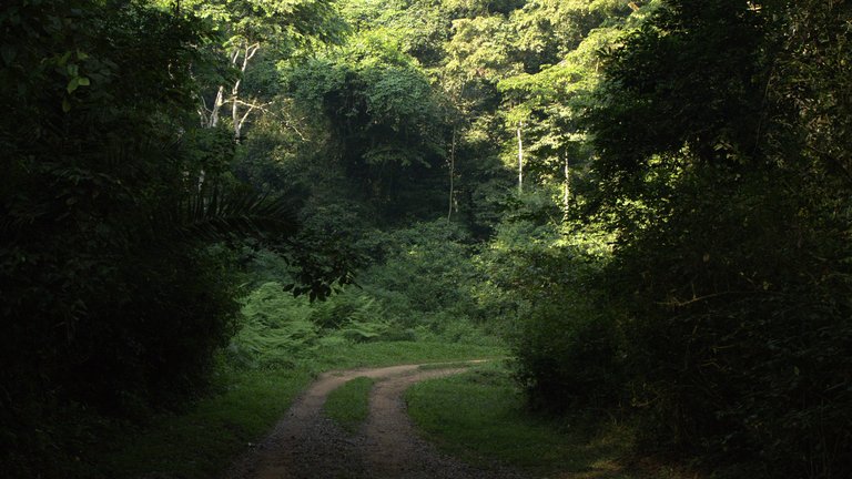 Ein schmaler Weg führt durch den bewachsenen Regenwald in Uganda