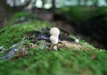 Ein kleiner weißer Pilz sprießt aus vermoostem Totholz.