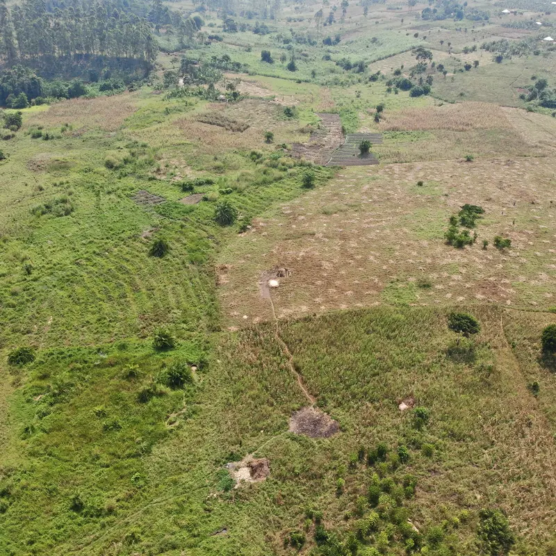 Drohnenaufnahme im Kibale-Gebiet: Die Graslandschaft, die neu bepflanzt werden soll.