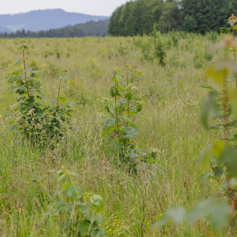 Baumsetzlinge wachsen auf einer Wiese.