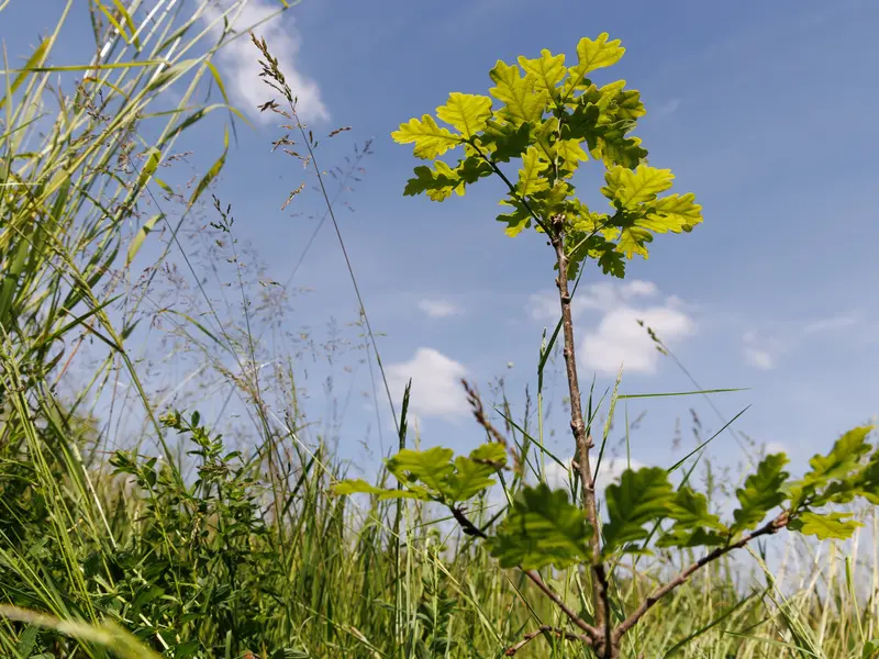 Ein Baumsetzling ragt vom unteren Bildrand nach oben.