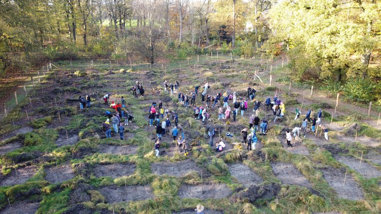 Luftaufnahme: Schulklassen pflanzen in Gruppen Bäume