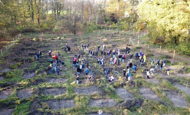Luftaufnahme: Schulklassen pflanzen in Gruppen Bäume.