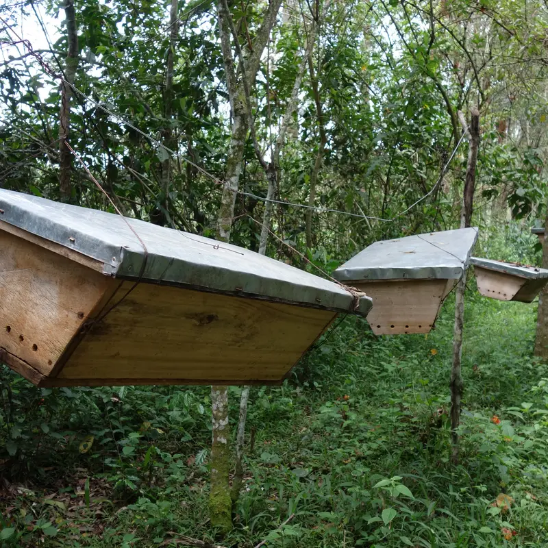 Bienenkästen, miteinander über Seile verbunden
