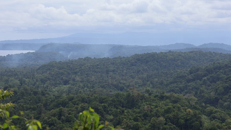 Aus der Vogelperspektive: dichter Regenwald, im Hintergrund Meer und Himmel.