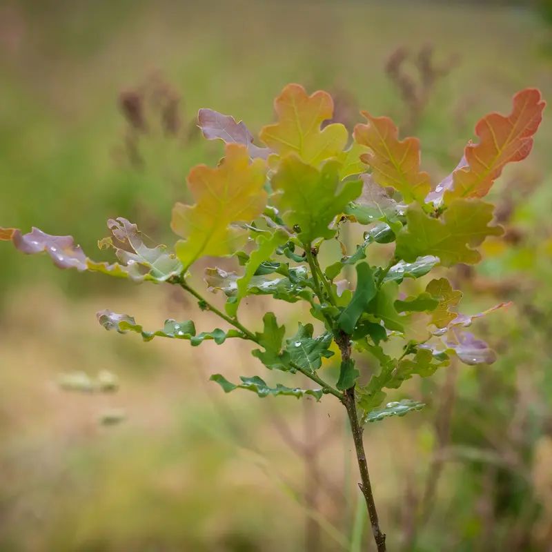 Eine junge Eiche trägt frisches grün-rotes Laub.