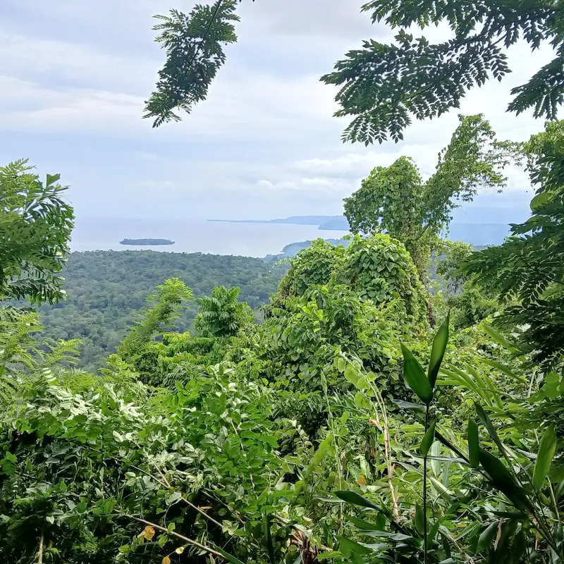 Äste mit Blättern im Vordergrund, hinten Himmel und Meer.
