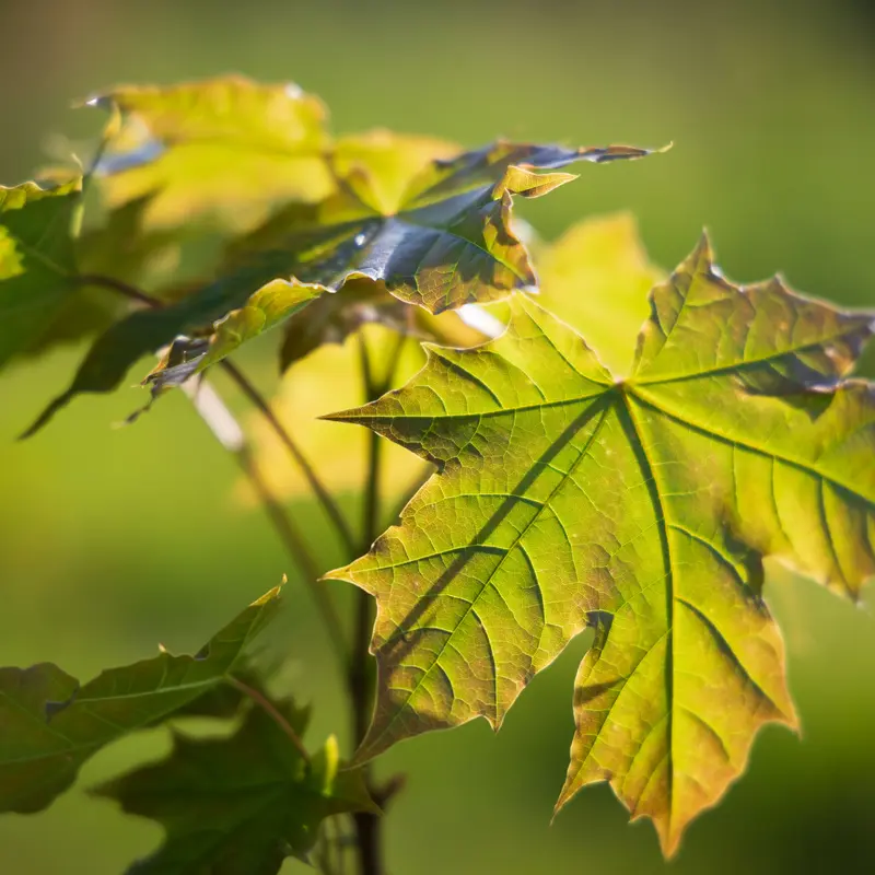 Frische Blätter eines jungen Ahorns in Nahaufnahme.