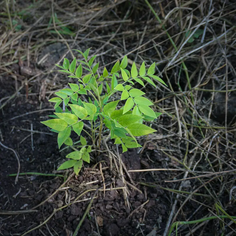 Grüner Baumsetzling mit frischen Blättern von oben betrachtet.