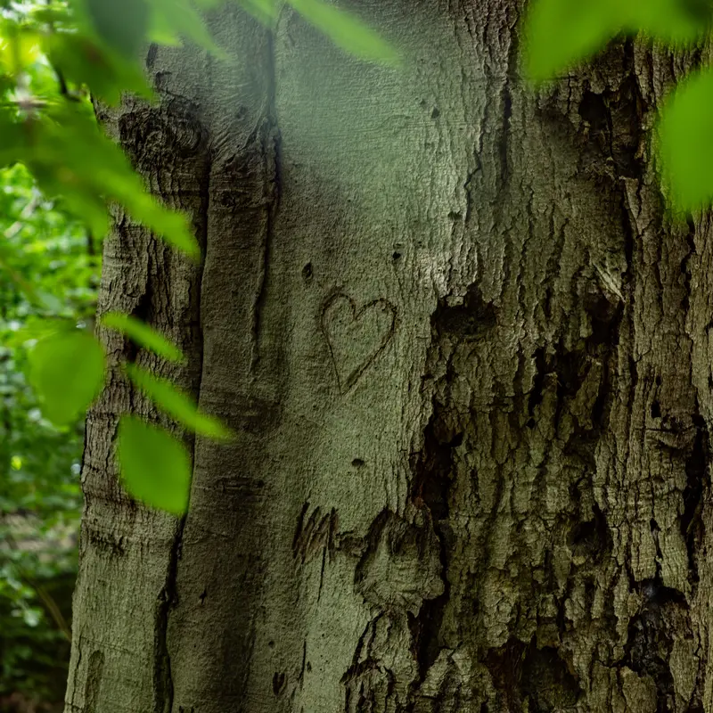 In die Rinde eines großen Baumes ist ein Herz eingeritzt.