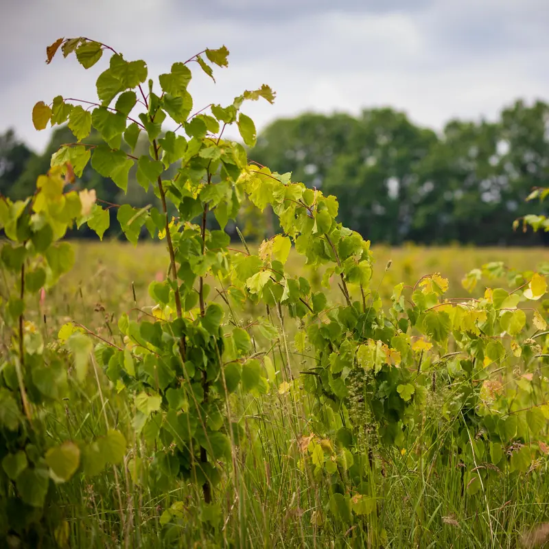 Mehrere junge Bäume ragen mit frischem Grün in das Bild