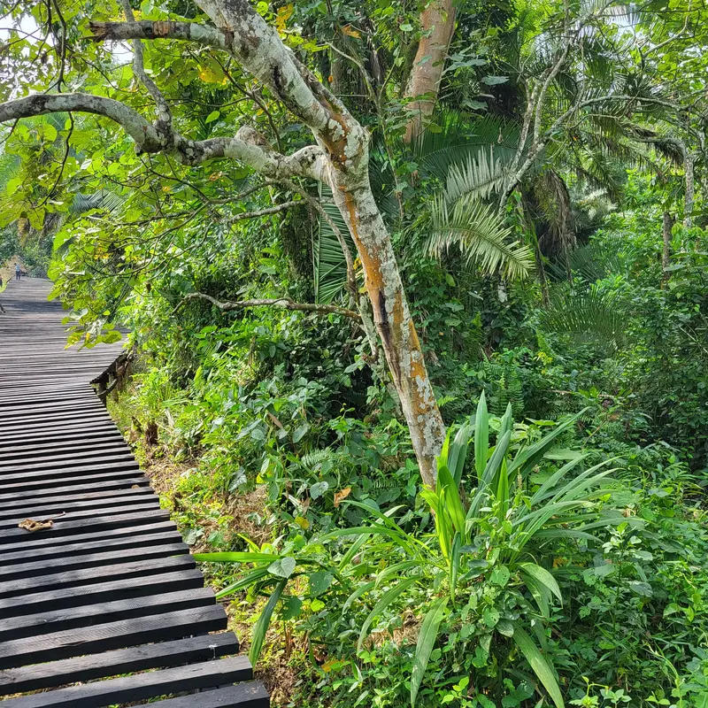 Ein Elefant Boardwalk im Projektgebiet