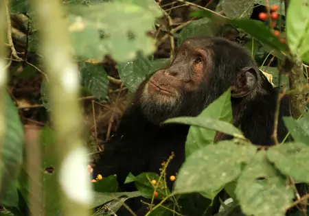 Ein Schimpanse sitzt im Kibale-Nationalpark in Uganda.