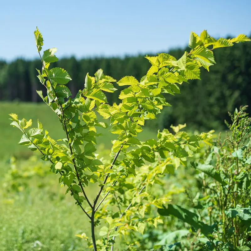 Ein Baumsetzling ragt vom unteren Bildrand nach oben.