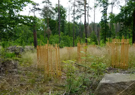 Einzelne umzäunte Baumsetzlinge stehen in einem Wald.