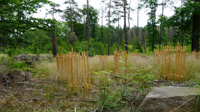 Einzelne umzäunte Baumsetzlinge stehen in einem Wald.