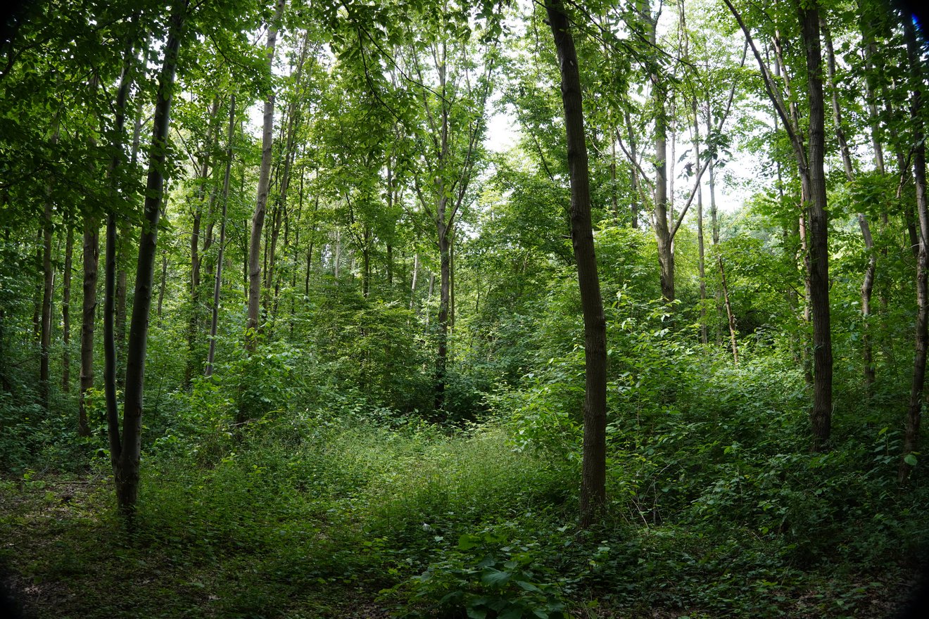 Ein Wald 25 Jahre nach der Pflanzung mit hohen Bäumen.