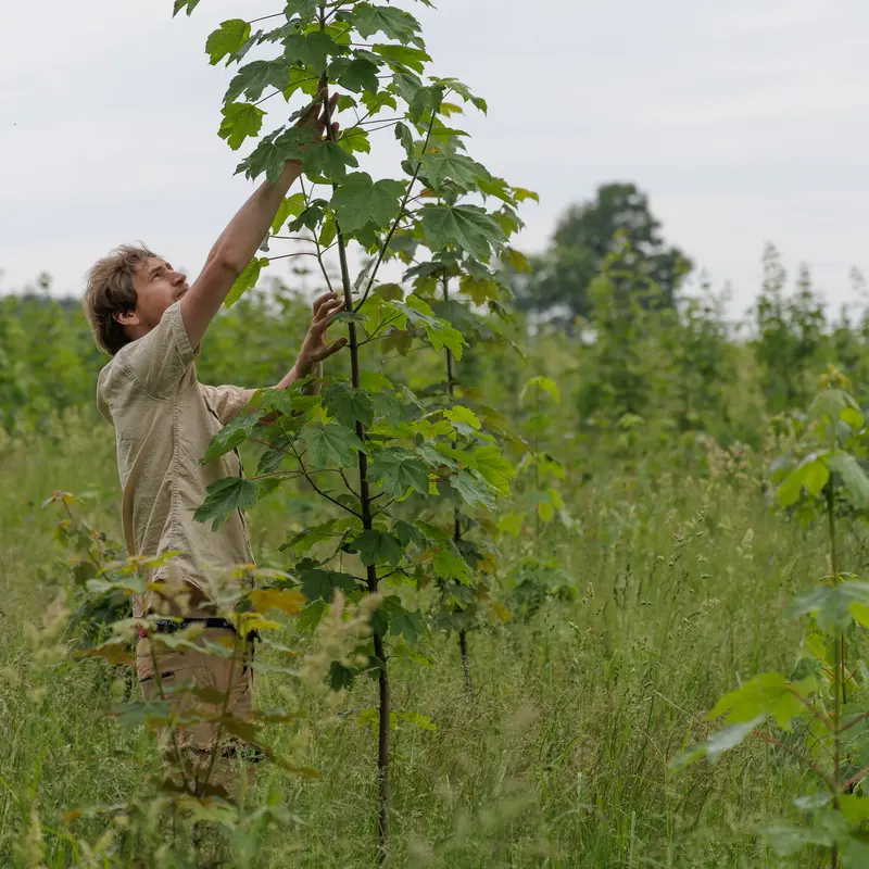 Person begutachtet einen jungen, hohen Baum.
