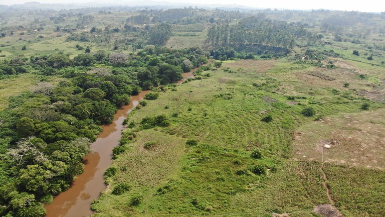 Drohnenaufnahme im Kibale-Gebiet: Ein schmaler Fluss trennt Wald von Graslandschaft