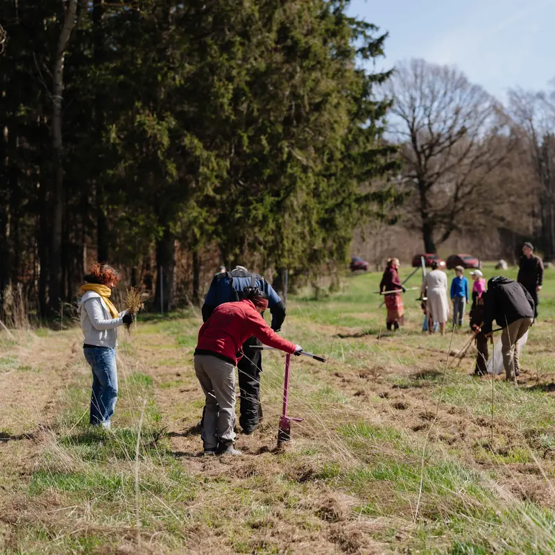 Mehrere Personen pflanzen auf einer Fläche Bäume.