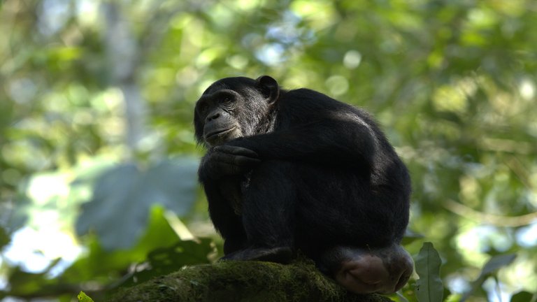 Ein Schimpanse sitzt auf einer Baumkrone im Kibale-Nationalpark, Uganda