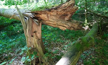 Ein abgebrochener Baumstamm und anderes Totholz liegen im Wald.