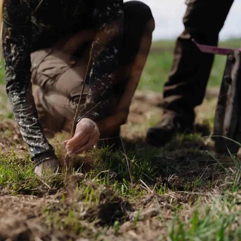 Eine Person drückt einen Setzling mit ihren Händen in die Erde.