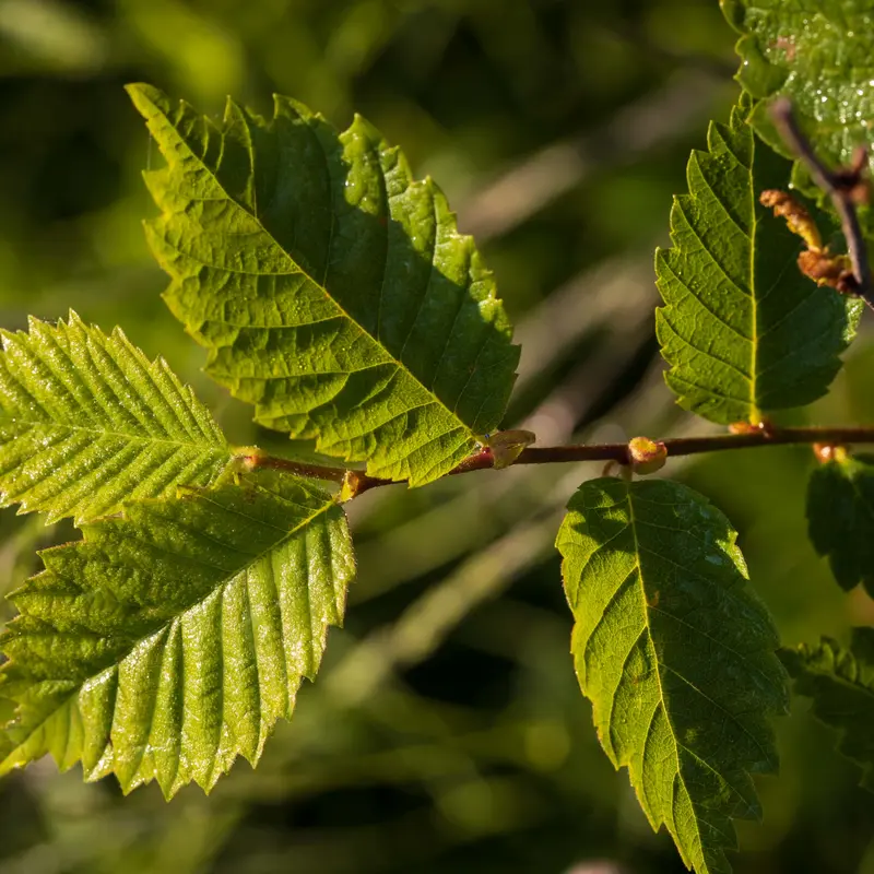 Blätter eines Laubbaumes in Nahaufnahme.