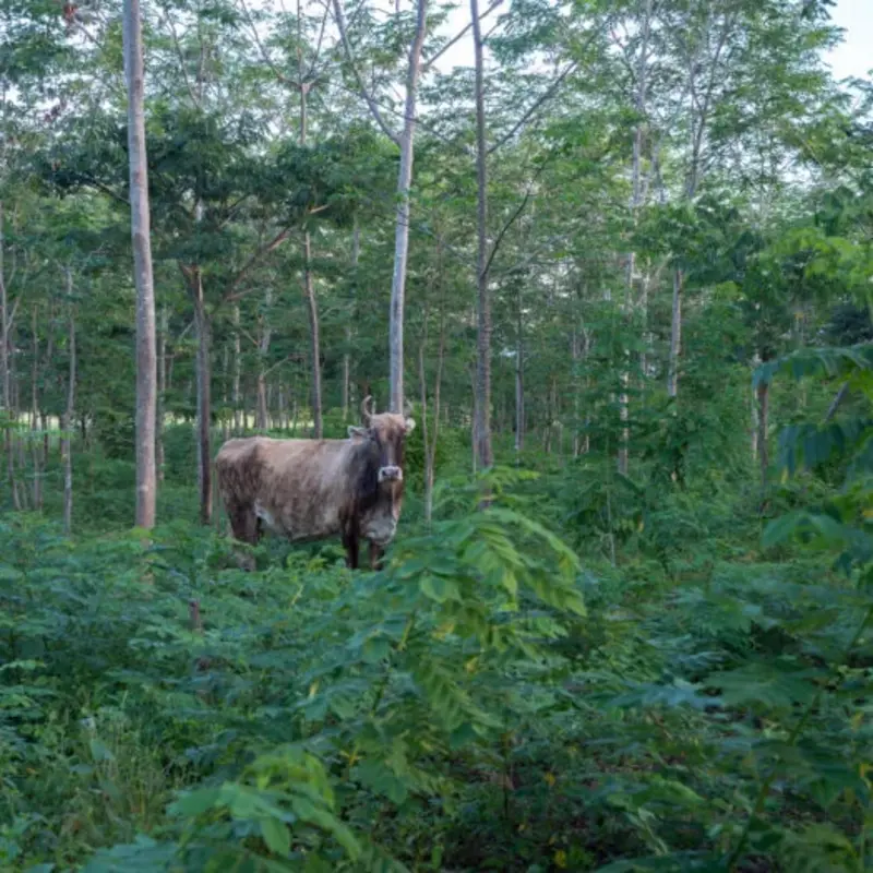 Eine Kuh im Wald