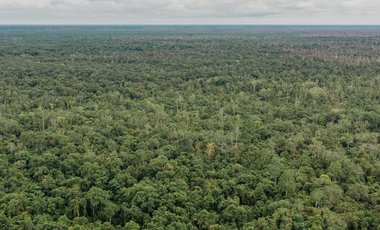 Indonesien Wald