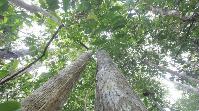 Blick von Baumstamm in grünes Blätterdach.