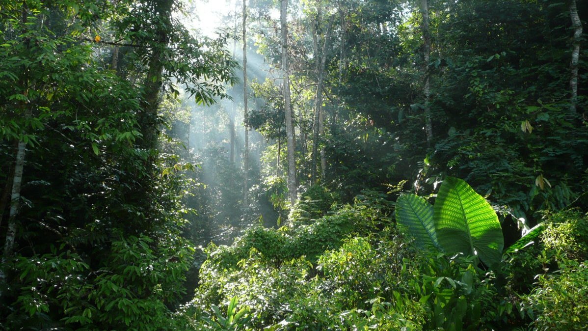 Wald in Malaysia