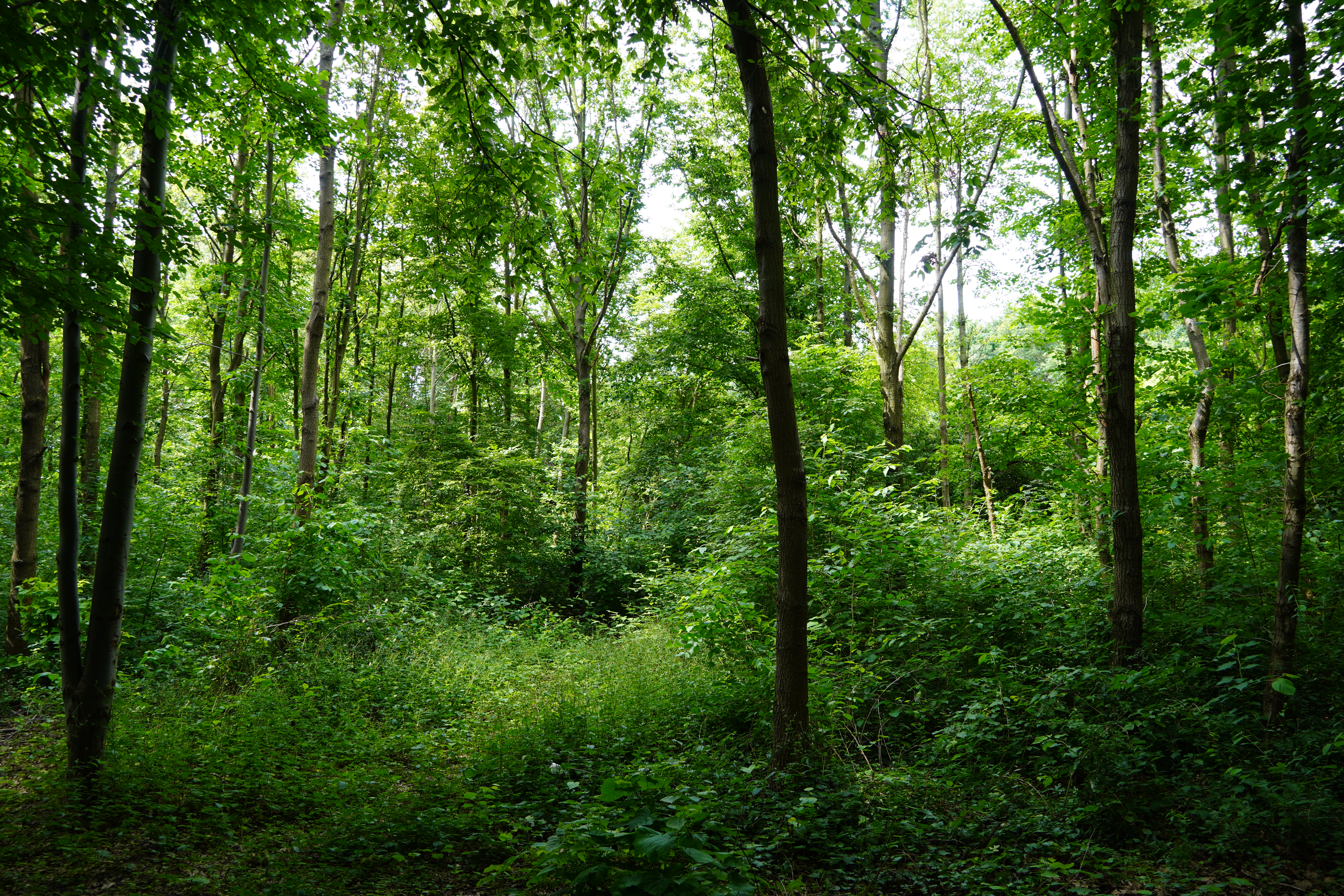 Blick in den Wald 